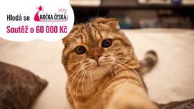 Kočka Česka 2015: Poradíme vám, jak nejlépe vyfotit svého mazlíčka