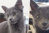Kotě Midas má čtyři uši: Díky vzácné vadě je hvězdou internetu