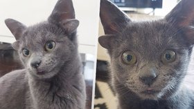 Kotě Midas má čtyři uši: Díky vzácné vadě je hvězdou internetu