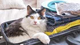 Cestování s kočkou autem: Nepodceňte přípravu a pozor na přehřátí