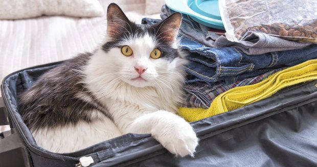 Cestování s kočkou autem: Nepodceňte přípravu a pozor na přehřátí