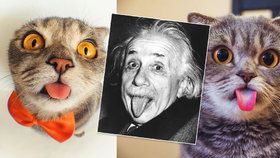 Kočičí Einstein - roztomilá kočička, co v jednom kuse vystrkuje jazýček a připomíná tak slavnou fotku fyzika Alberta Einsteina, trpí vzácnou poruchou.