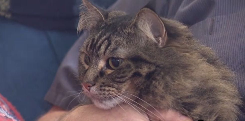 Kočka Grace z Reedsburgu zachránila své majitele před otravou oxidem uhelnatým.