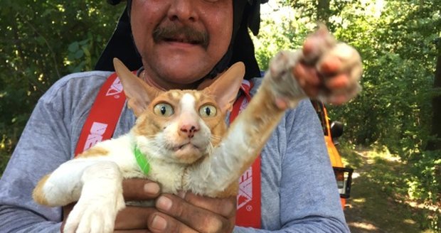 Zvířata v tísni: Hasiči zachraňovali vystresovanou kočku i nervózní hady