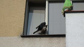 Žena nechala otevřenou ventilaci a odešla: V okně uvízly její dvě kočky