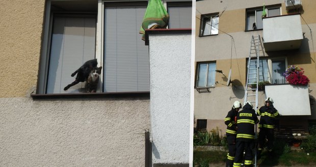 Žena nechala pootevřené okno a odešla: Obě její kočky to málem stálo život