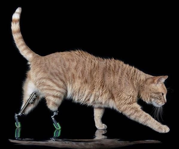 Vito se na bionických nohách naučil běhat rychle!