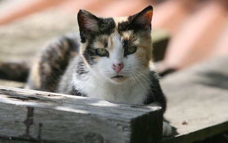 I navzdory pokročilému věku má Johanka pořád úspěch u kocourů. Možná je to i díky jejím krásným očím, které hrají všemi barvami.