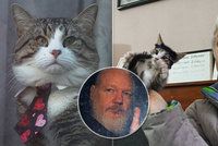 Kam zmizela jeho kočka? Mazlíček zatčeného zakladatele WikiLeaks prý skončil v útulku