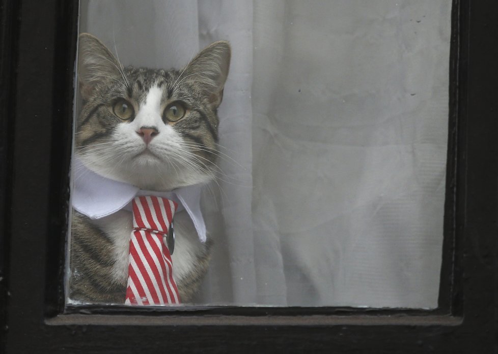 Zatčenému Assangemu dělala na velvyslanectví společnost kočka.