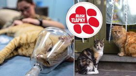 Kastrace toulavých koček: nutná a přehlížená věc, říkají ochránci a obce