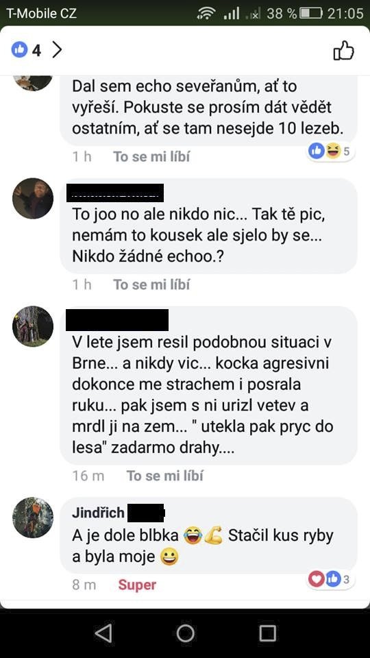 Kočku Kessi, která byla 8 dní na stromě, se podařilo zachránit! Statečný arborista ji sundal ze 17metrové výšky.