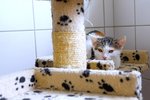 Whiskas 3 - Adopce koček