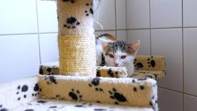 Víte, jak se správně starat o kočku a hlavně jak ji pochopit?
