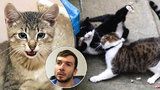 Zákeřný „kočičí HIV“:  Hlavním zdrojem nákazy jsou kocouří šarvátky, řekl veterinář z Prahy