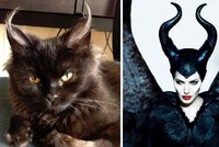 Dokonalí kočičí imitátoři: Kopírují Einsteina, Brada Pitta i Angelinu Jolie