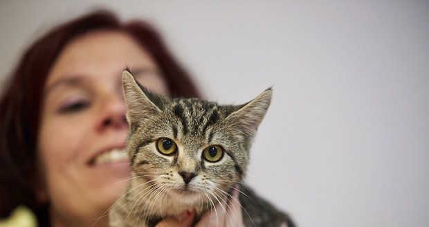Kočičí „tety“ v sobotu nabídnou mazlíčky z útulků. Prozradí, který se k vám hodí