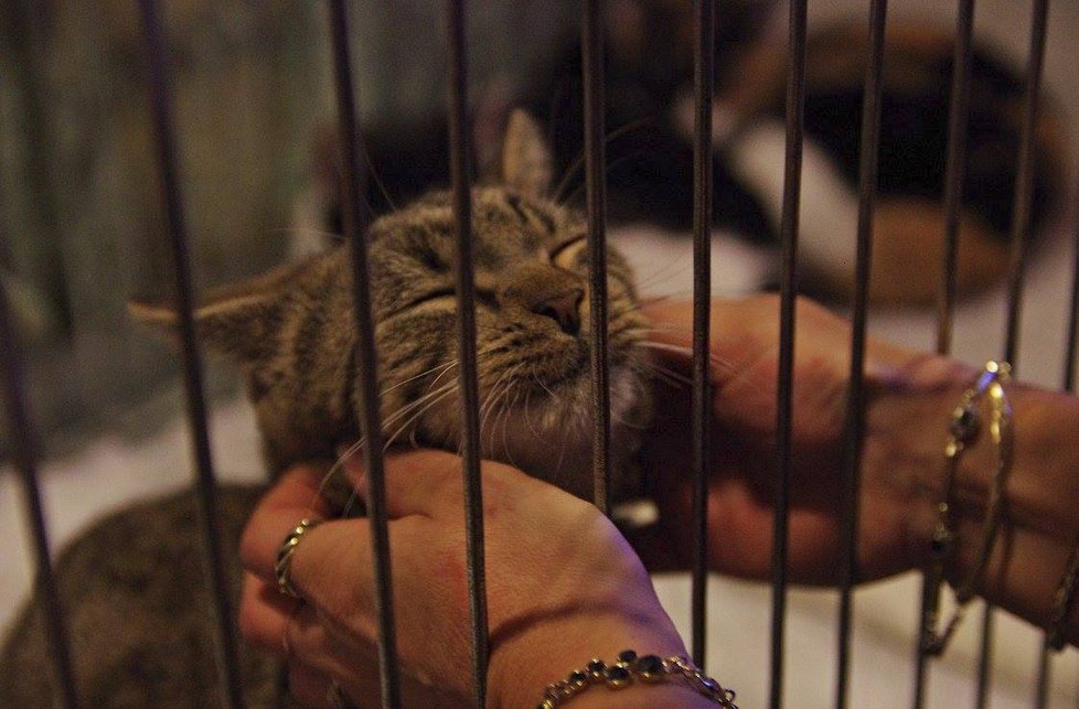 Výstava kočičích fešáků z útulku proběhne na Vinohradech: najdou nový domov?