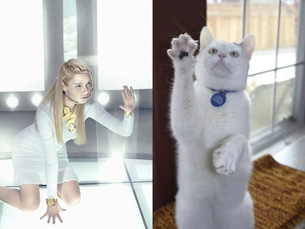 Když si kočky hrají na modely...