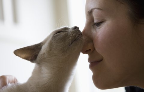 Kočičí léčba: Pomazlete se a bude vám líp