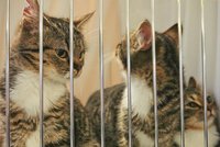 Na Vinohradech se octnou bezprizorní kočky: Během výstavy budou hledat nový domov