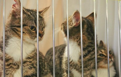 Na Vinohradech se octnou bezprizorní kočky: Během výstavy budou hledat nový domov