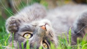 Kočka Česka 2015: 4 hlavní důvody, proč přihlásit svou kočku do soutěže
