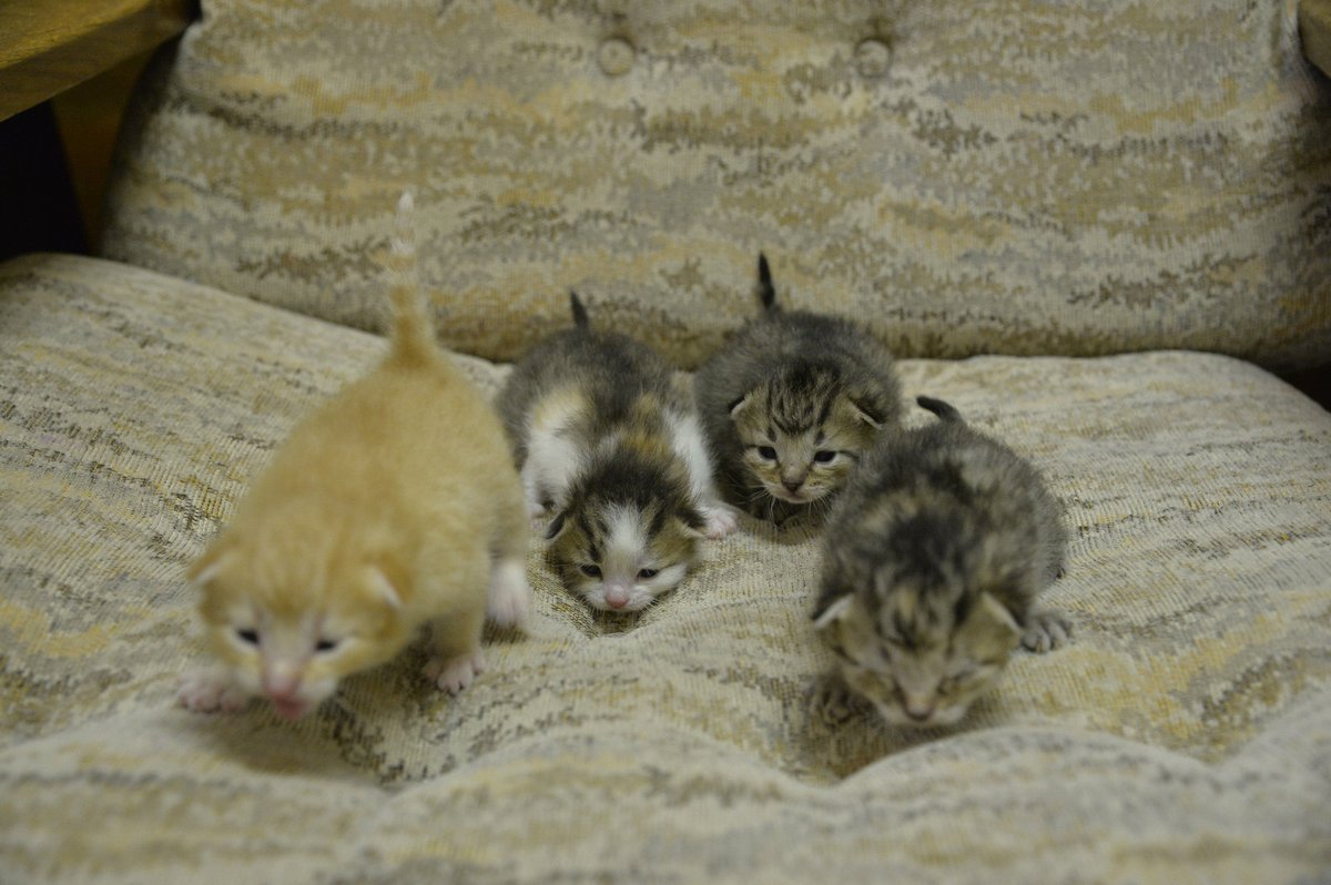 Potomci v plné parádě – kocourek zrzek, dvě mourovaté kočičky a jedna tříbarevná.