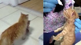 Kočka sama vzala svá koťata k veterináři. Dostala kapky do očí