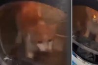 Záběry jen pro otrlé z Litoměřic: Utýrali kočku v sušičce!