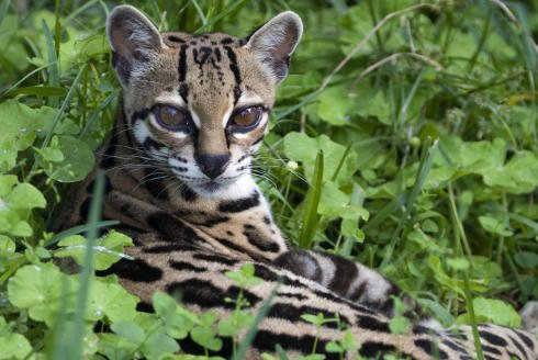 Margay je jediná kočka, která dovede po větvích a kmenech stromů běhat i hlavou dolů.