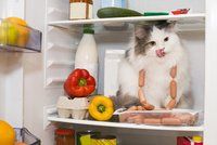 Mýty o krmení koček: Potřebují mléko a milují syrové maso?