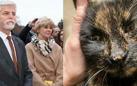 Smutek v rodině Petra Pavla: Zemřela prezidentská kočka Micka