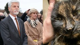 Smutek první dámy Evy Pavlové: Zemřela prezidentská kočka Micka