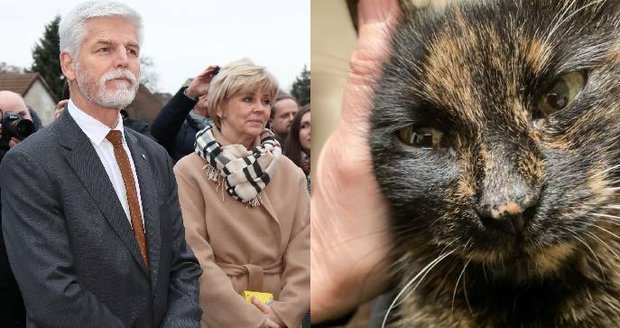 Smutek první dámy Evy Pavlové: Zemřela prezidentská kočka Micka
