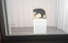 Exponát mrtvé kočky v galerii budí emoce: O osudu díla rozhodne anketa