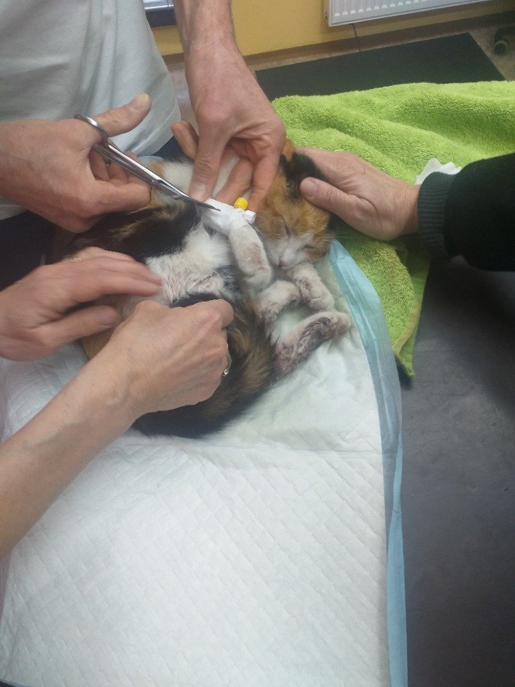 Veterinární vyšetření odhalilo zlomenou pánev a otok míchy