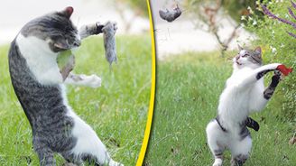 Tom a Jerry v reálu: Amatérský fotograf nafotil kočičí lov Tom a Jerry v reálu: Amatérský fotograf nafotil kočičí lov