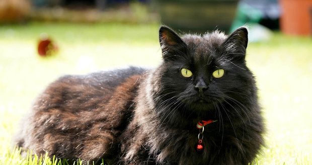 Kočka Nala pomáhá majitelce Olivii Usherové s psychickými problémy.