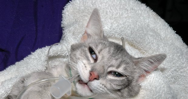 Žena v Belgii nakazila koronavirem kočku. Zvíře mělo dýchací i zažívací potíže