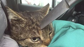 Kočce někdo bodl nůž do hlavy! Jenže ona přežila!