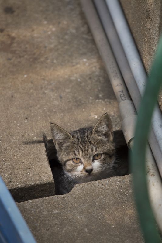 Na ostrově Tashirojima se kočky mají jako prasata v žitě