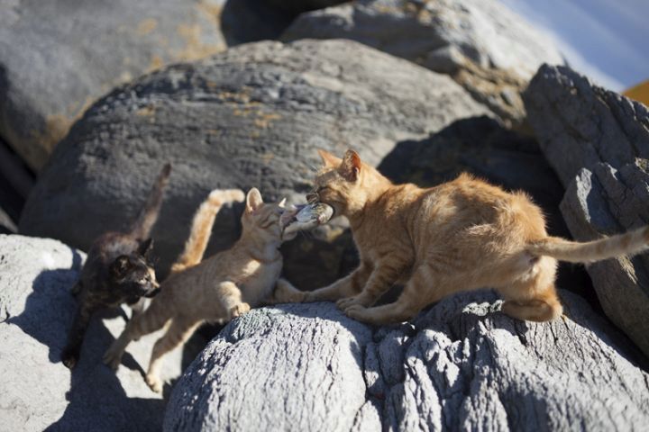 Na ostrově Tashirojima se kočky mají jako prasata v žitě