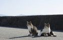 Na ostrově Tashirojima se kočky mají jako prasata v žitě