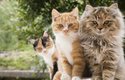 Na ostrově Taširodžima se kočky mají jako prasata v žitě