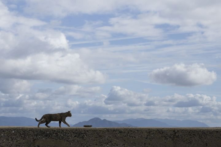 Na ostrově Tashirojima se kočky mají jako prasata v žitě