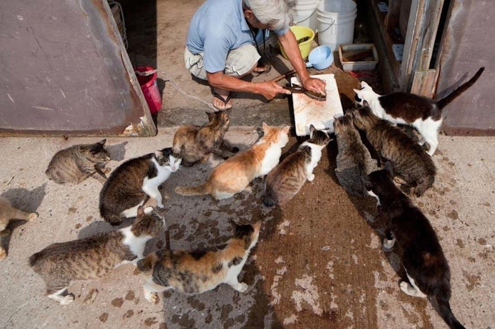 Na ostrově Tashirojima se kočky mají jako prasata v žitě