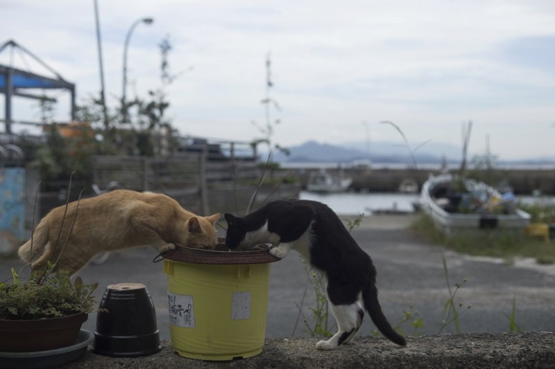 Na ostrově Tashirojima se kočky mají jako prasata v žitě