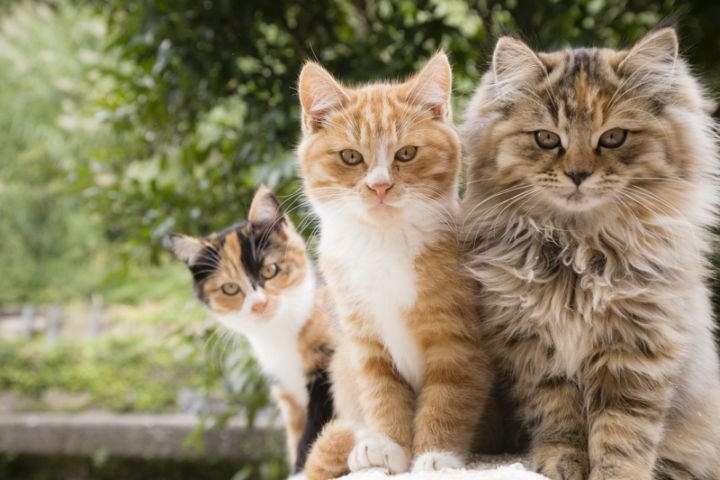 Na ostrově Tashirojima se kočky mají jako prasata v žitě