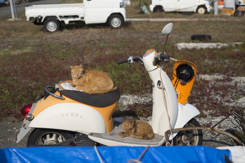 Na ostrově Tashirojima se kočky mají jako prasata v žitě